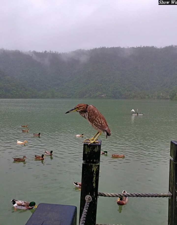 (第83批圖) LG G4 &G5&V10&v20 日夜拍研究團 精選作品2016.11.28