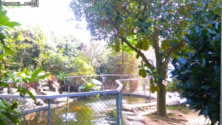關西仙草博物館散步遊