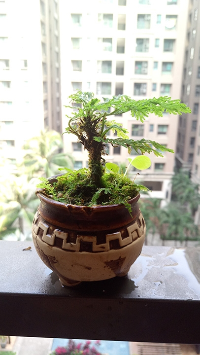 分享一下種了一段時日的蕨類,