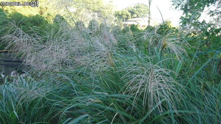 Sony Xperia XZ手機 試用