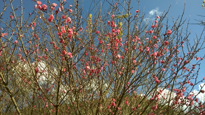 機車旅行-武陵農場賞楓