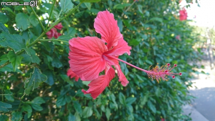 Sony Xperia XZ手機 試用