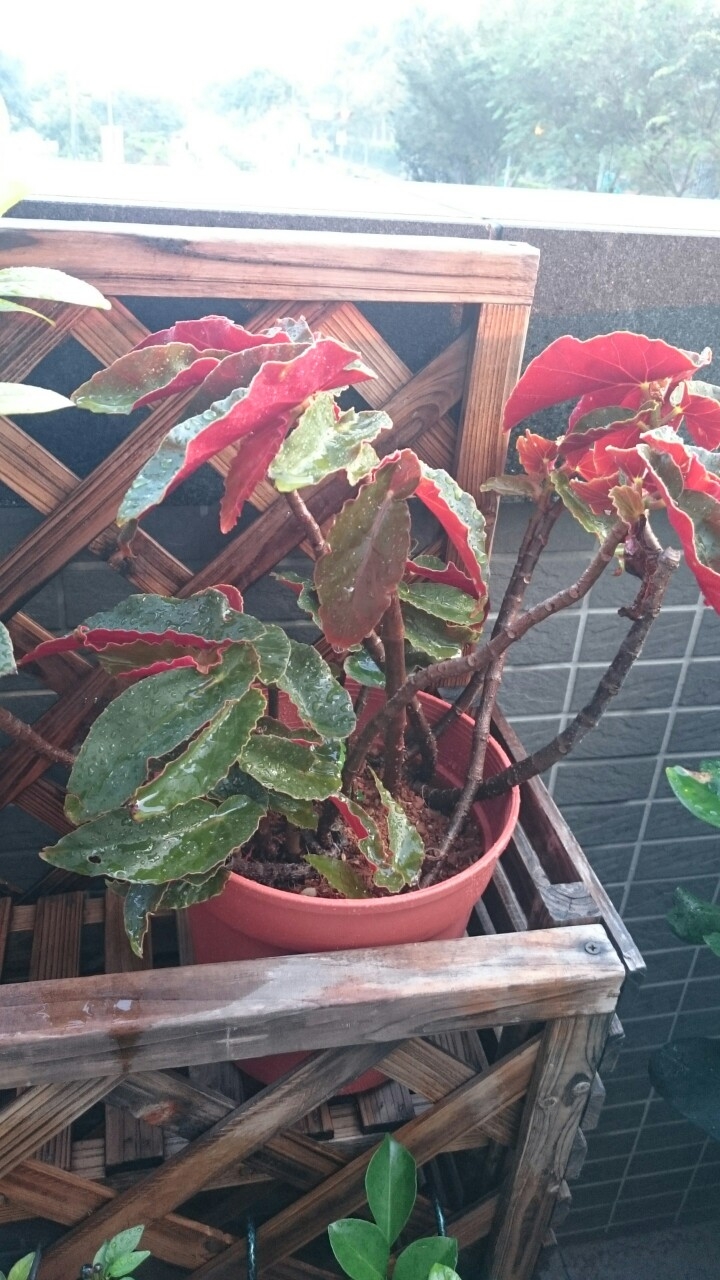 可否請叫植物名稱