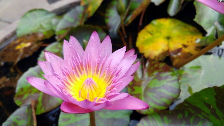 (第83批圖) LG G4 &G5&V10&v20 日夜拍研究團 精選作品2016.11.28