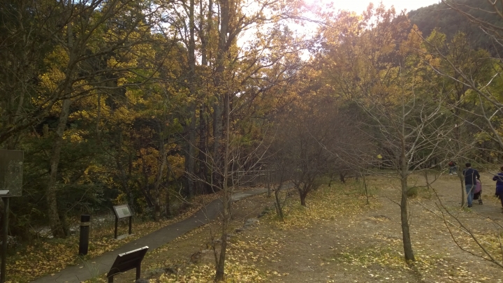 機車旅行-武陵農場賞楓