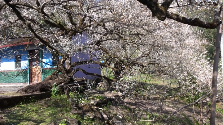 機車旅行-風櫃斗&柳家梅園