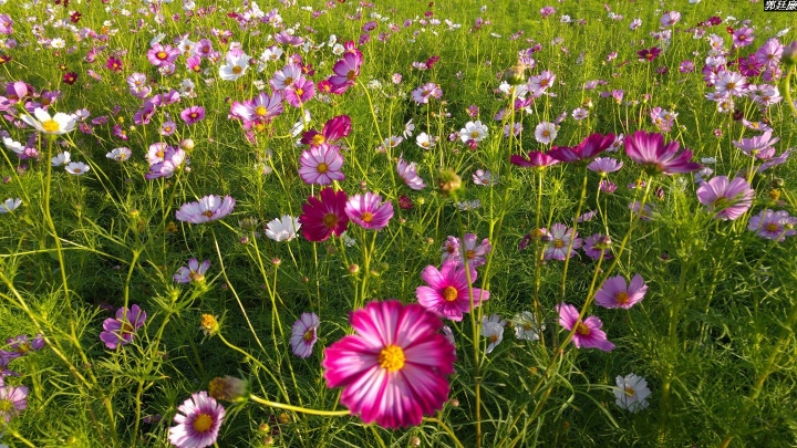 (第81批圖) LG G4 &G5&V10&v20 日夜拍研究團 精選作品2016.11.14