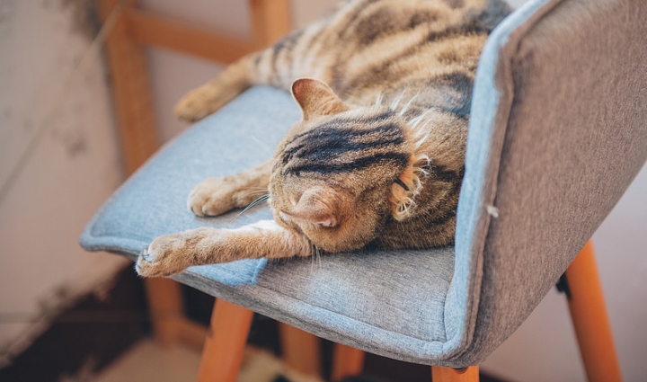 [高雄] 草DORO 隱藏巷弄內的日式抹茶專門