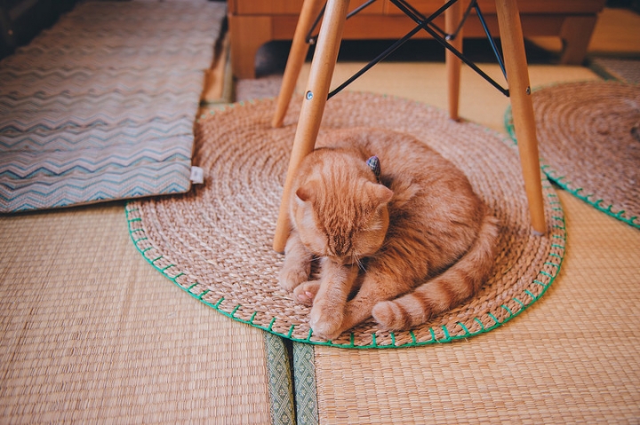 [高雄] 草DORO 隱藏巷弄內的日式抹茶專門