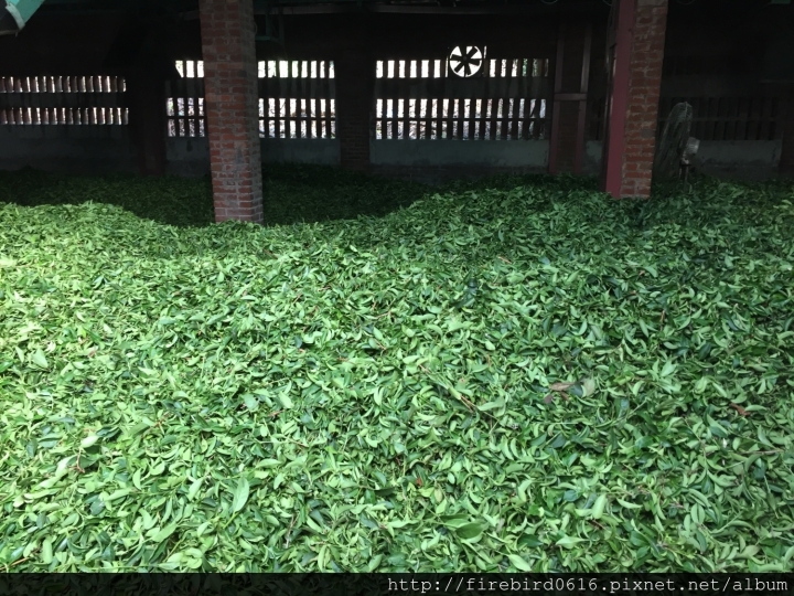 [桃園龍潭]正港的觀光工廠--夜景聖地乳姑山腳下的福源茶廠(茶裡王供應商，吃完大江屋後可來逛逛）