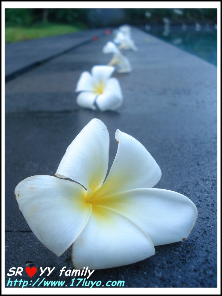 [峇里島自由行]巴里島 Bali求婚+過生日之烏布區Ubud-卡加尼莫別墅飯店 (Kajane Mua Villas) 也適合蜜月度假