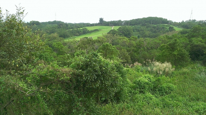 新竹市~青青草原溜滑梯~健行~半日遊~