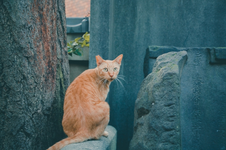 【景點。遊記】東京 鶯谷 情色從業員的日與夜 小吃 餐廳 飲食 古蹟