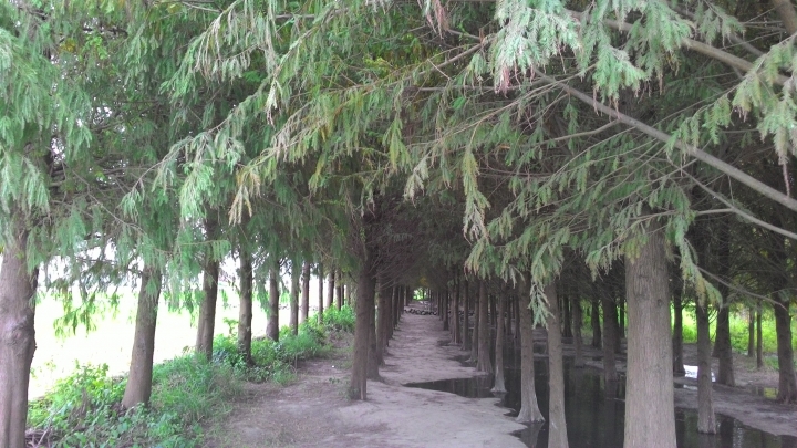 秘境森林-台中市霧峰區北岸路落羽松