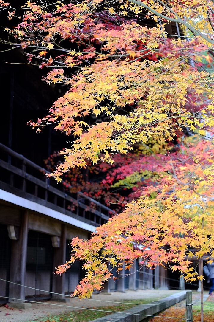 2016 京都賞楓 XE2+16mm 1.4 & XE1+55-200mm