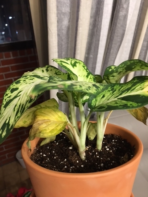 星光燦爛怎麼了