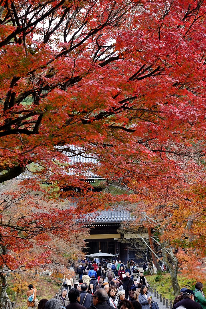 2016 京都賞楓 XE2+16mm 1.4 & XE1+55-200mm