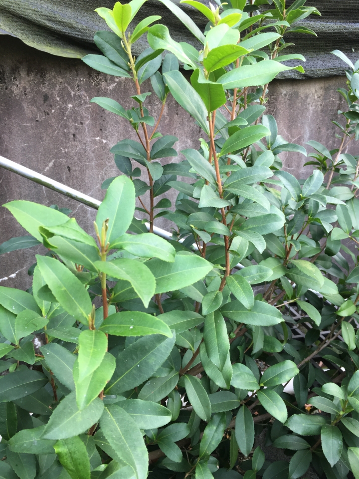 請問植物名