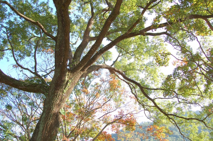 石門楓紅很差