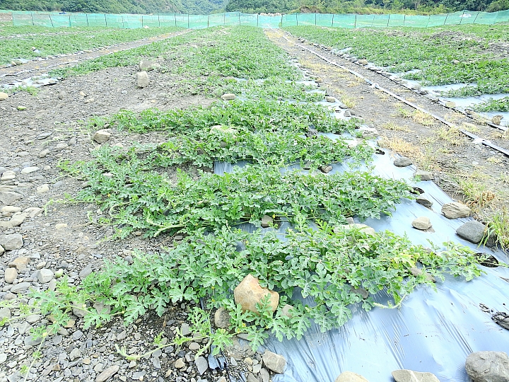 知道西瓜怎麼長大嗎？它們都是獨生子女。