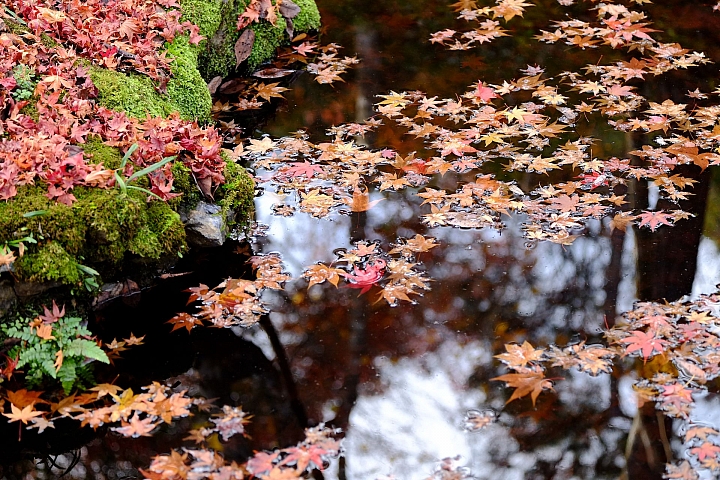 2016 京都賞楓 XE2+16mm 1.4 & XE1+55-200mm