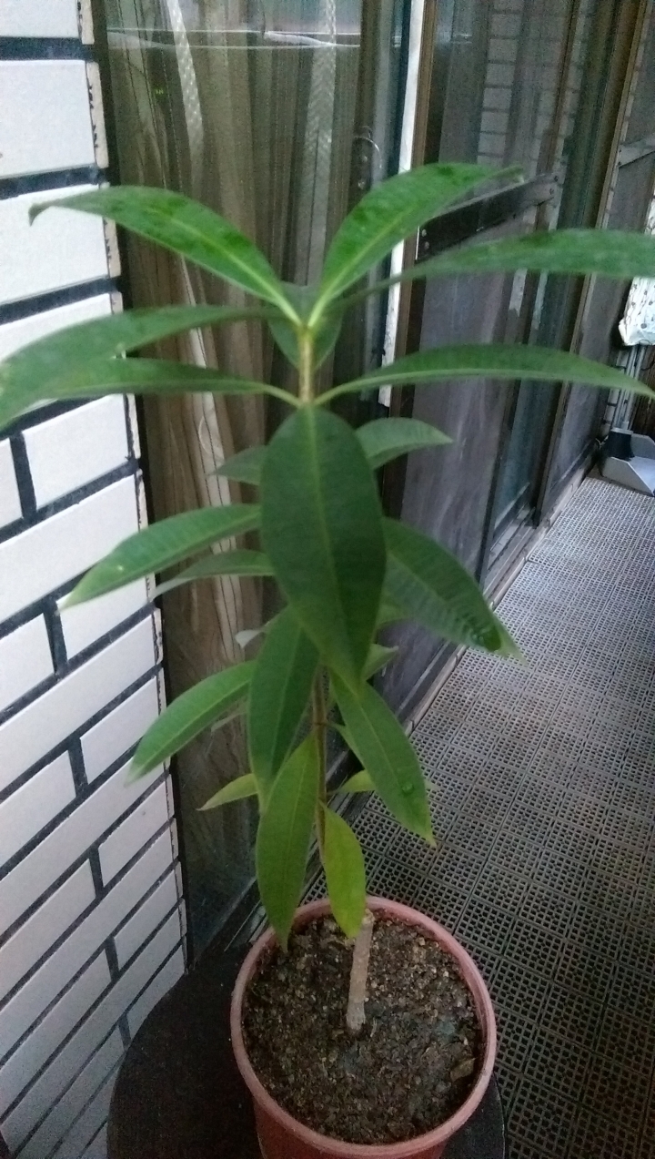 不知名的植物，有高手可以解答嗎！