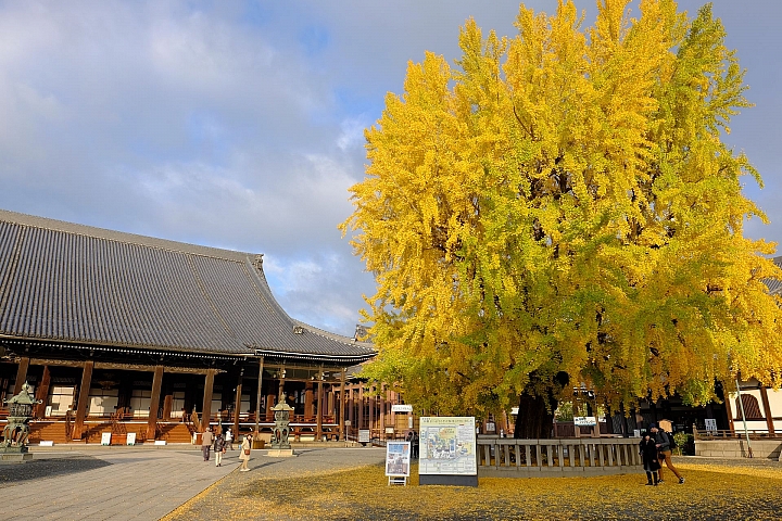 2016 京都賞楓 XE2+16mm 1.4 & XE1+55-200mm