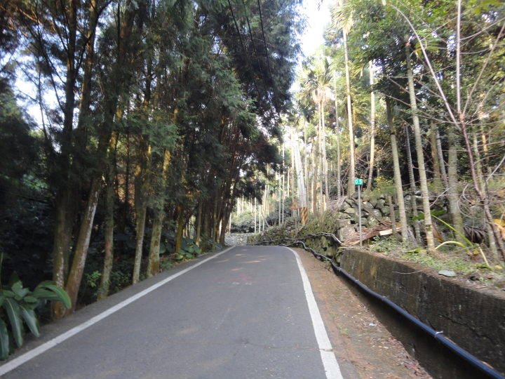 「神鵝瞎旅」(下)之 集集大山 老頭 〝踏去當〞。
