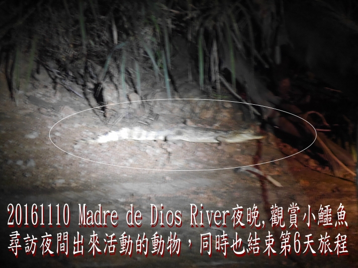 20161110 南美秘玻19日遊06-訪馬爾多納多港(亞馬遜雨林)