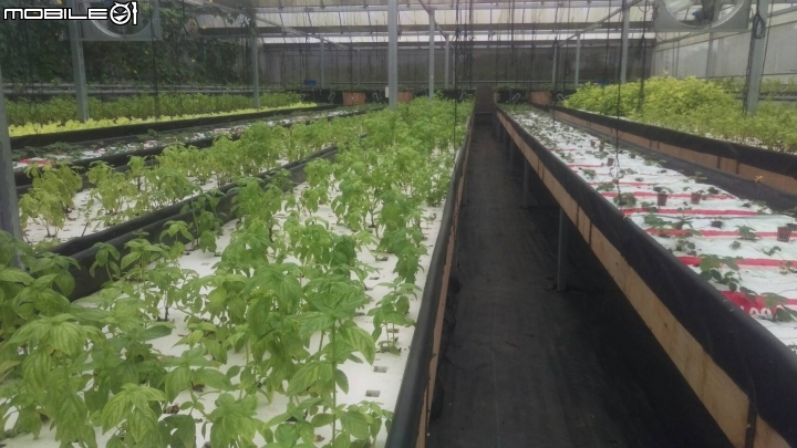 蚓菜共生廚餘桶DIY製作與圖文分享