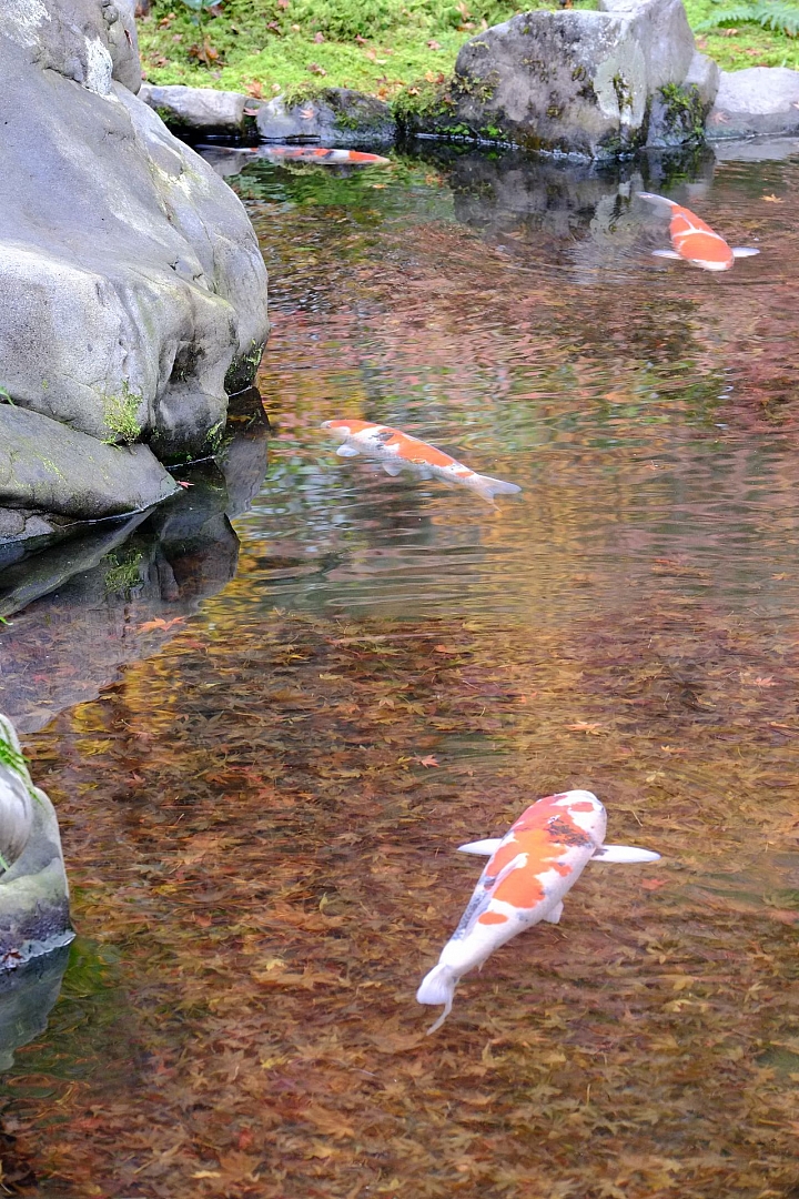 2016 京都賞楓 XE2+16mm 1.4 & XE1+55-200mm