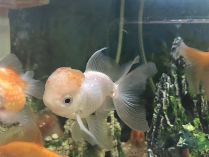 「金魚」小紅帽顏色問題