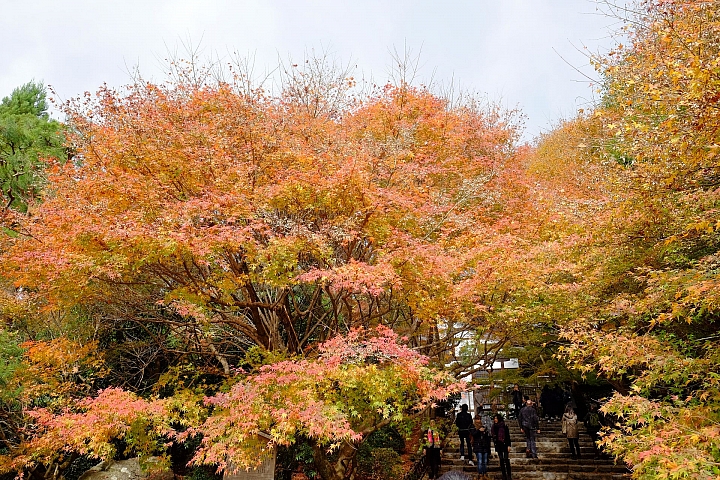 2016 京都賞楓 XE2+16mm 1.4 & XE1+55-200mm