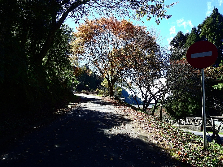 Nikon P900の阿里山慈雲寺的楓葉與銀杏