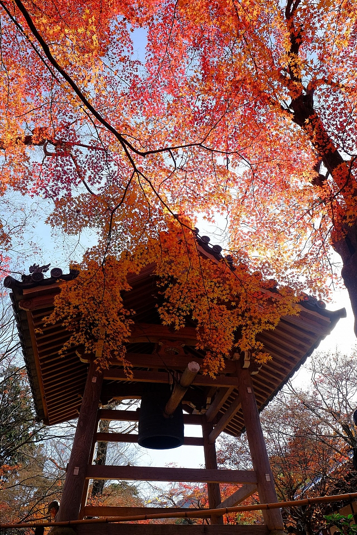 2016 京都賞楓 XE2+16mm 1.4 & XE1+55-200mm
