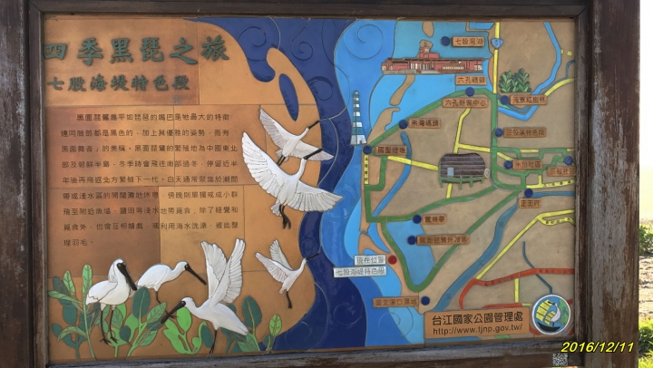 七股的黑琵+沙灘單車