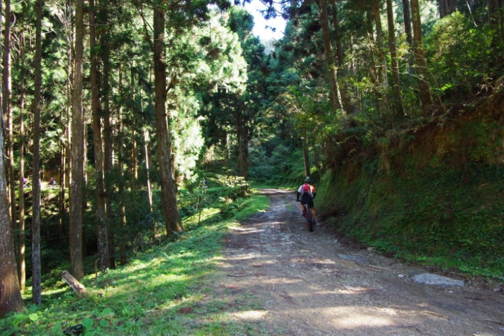 羅山林道