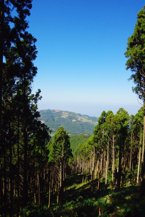 羅山林道