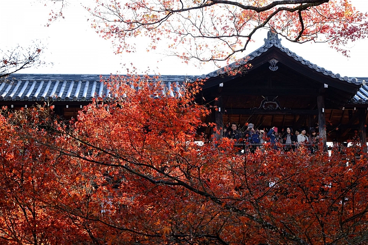 2016 京都賞楓 XE2+16mm 1.4 & XE1+55-200mm