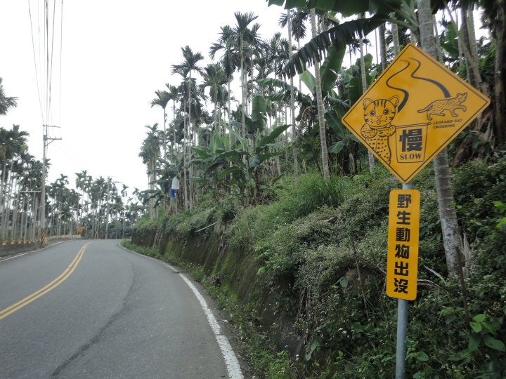 「神鵝瞎旅」(下)之 集集大山 老頭 〝踏去當〞。