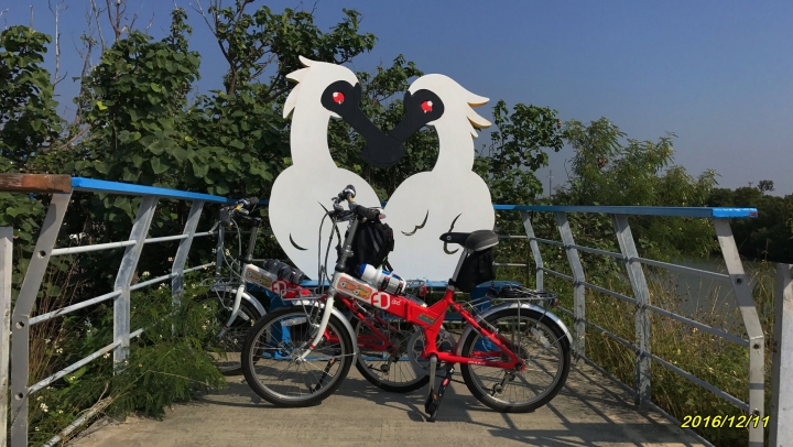 七股的黑琵+沙灘單車