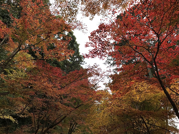 2016 京都賞楓 XE2+16mm 1.4 & XE1+55-200mm
