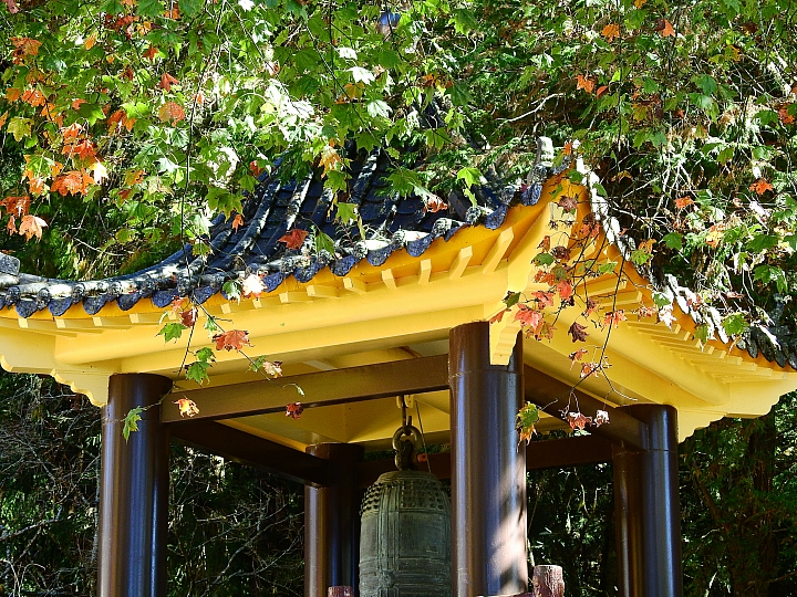 Nikon P900の阿里山慈雲寺的楓葉與銀杏