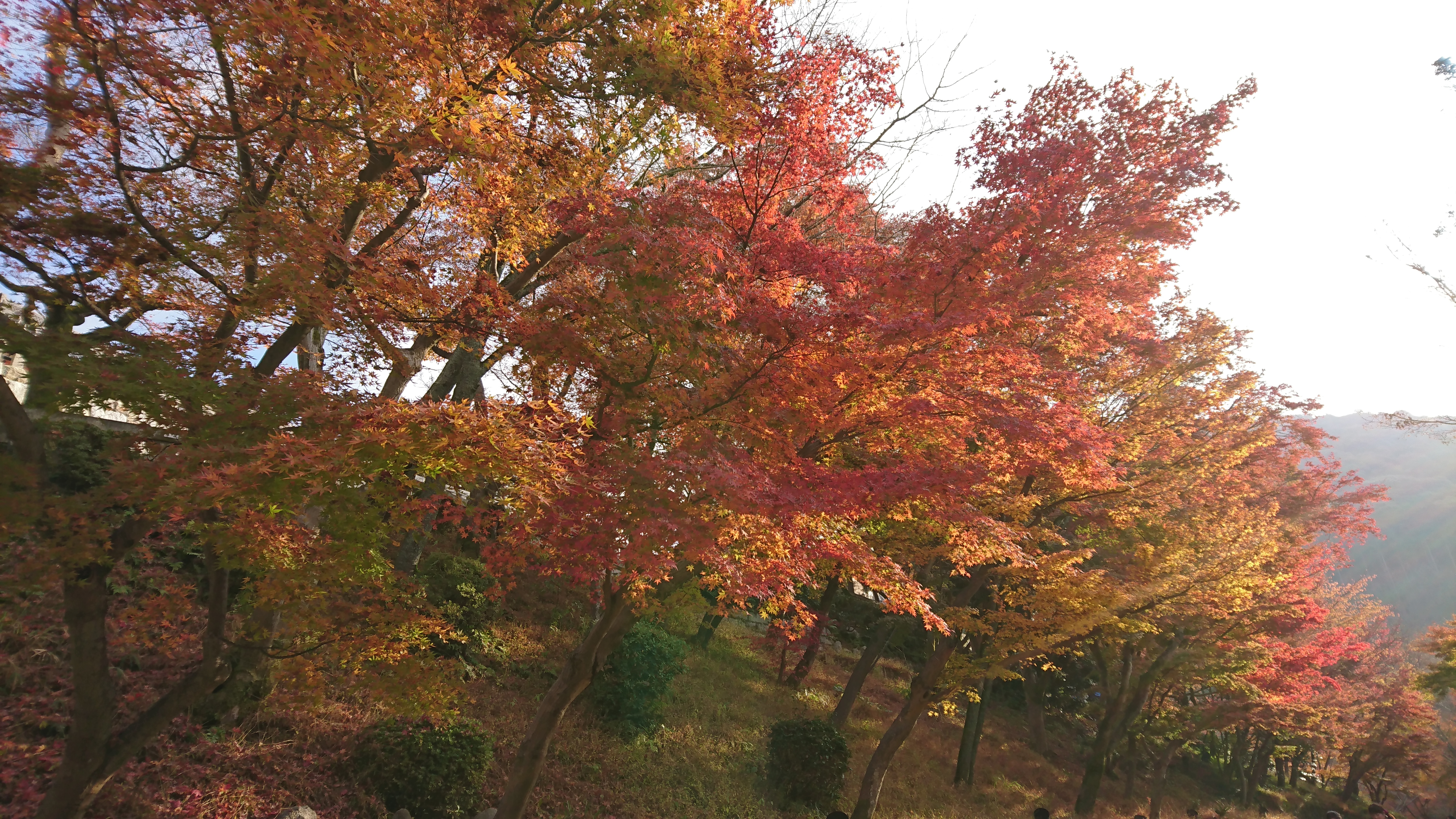 Sony Xperia XZ 隨手拍照都是作品！