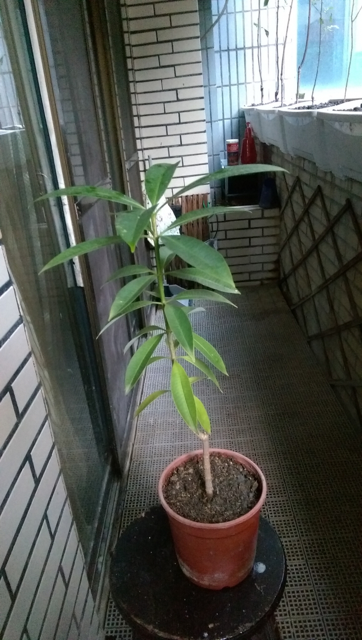 不知名的植物，有高手可以解答嗎！