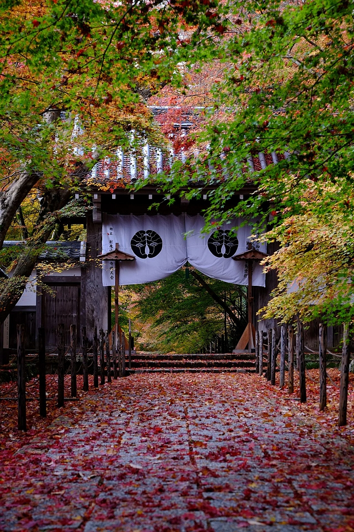 2016 京都賞楓 XE2+16mm 1.4 & XE1+55-200mm