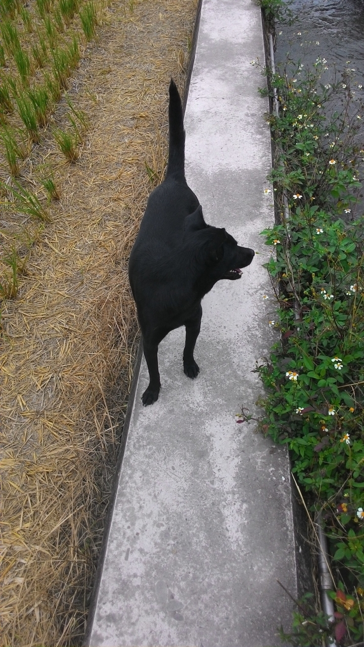 秘境森林-台中市霧峰區北岸路落羽松