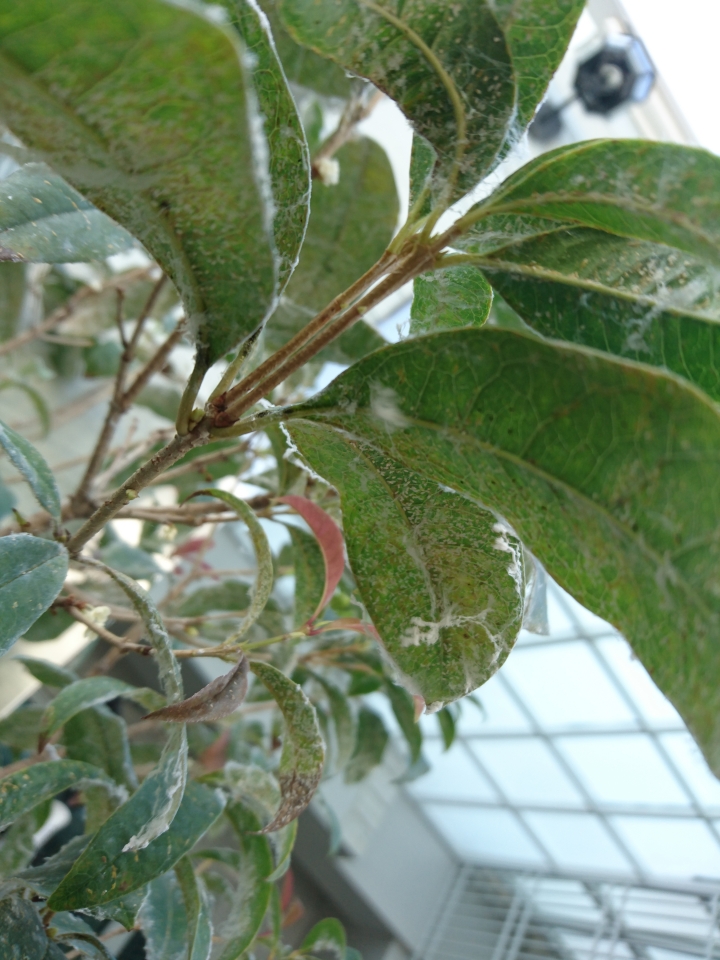 我這棵桂花怎麼了