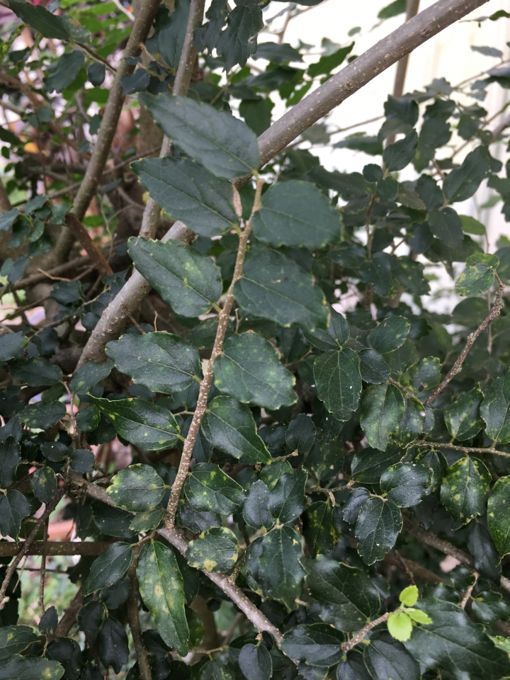請問這是什麼植物