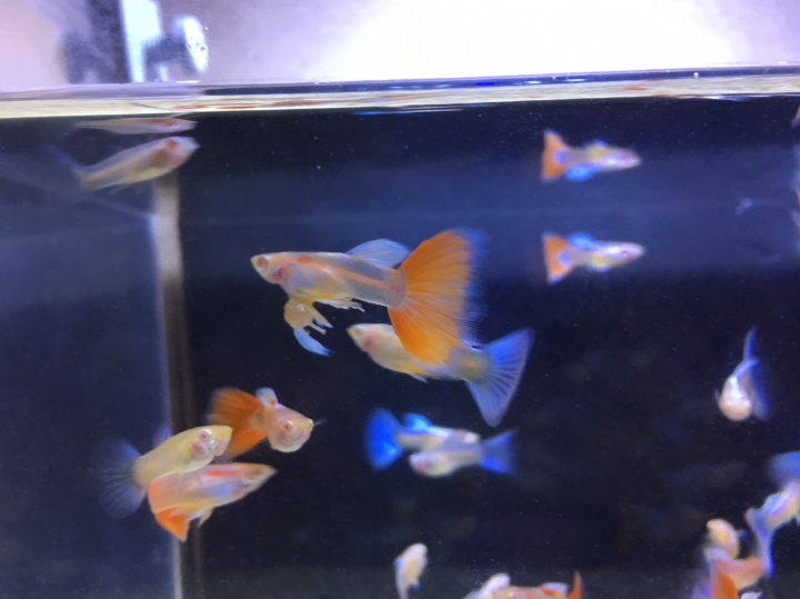 連體嬰 - 藍禮白子